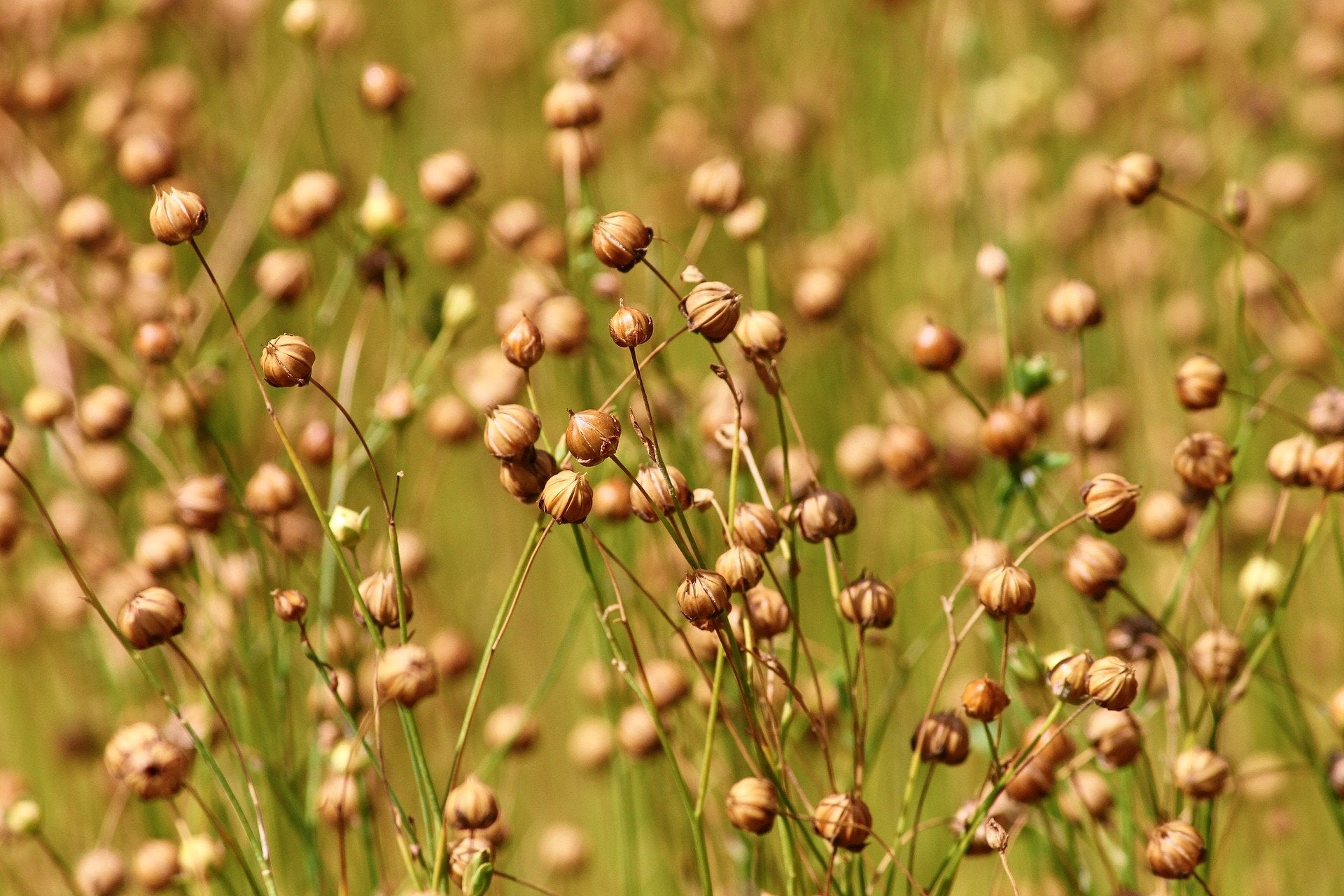 flax plant